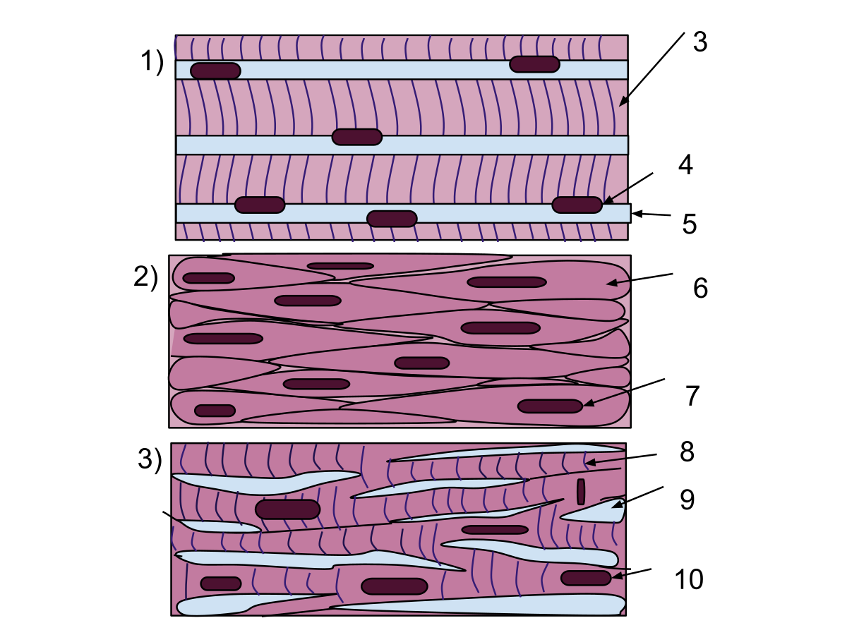 Строение клетки поперечно полосатой мышечной ткани. Скелетная мышечная ткань гистология. Поперечно-полосатая Скелетная мышечная ткань гистология. Гладкая мускулатура гистология. Строение мышечной ткани гистология.
