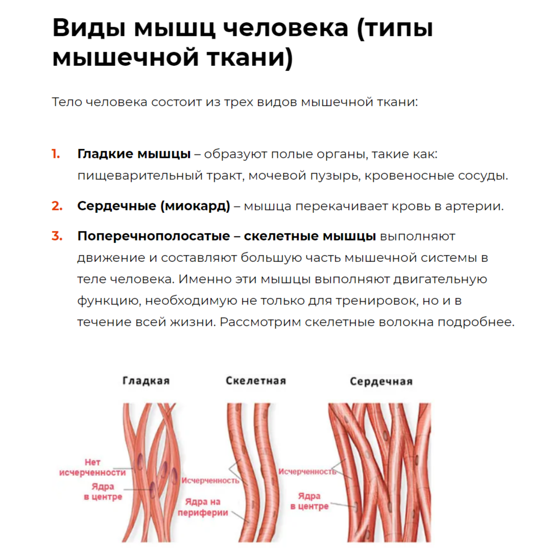 Мышечная ткань человека характеристика. Мышечная ткань. Типы мышечной ткани человека. 3 Типа мышечной ткани.