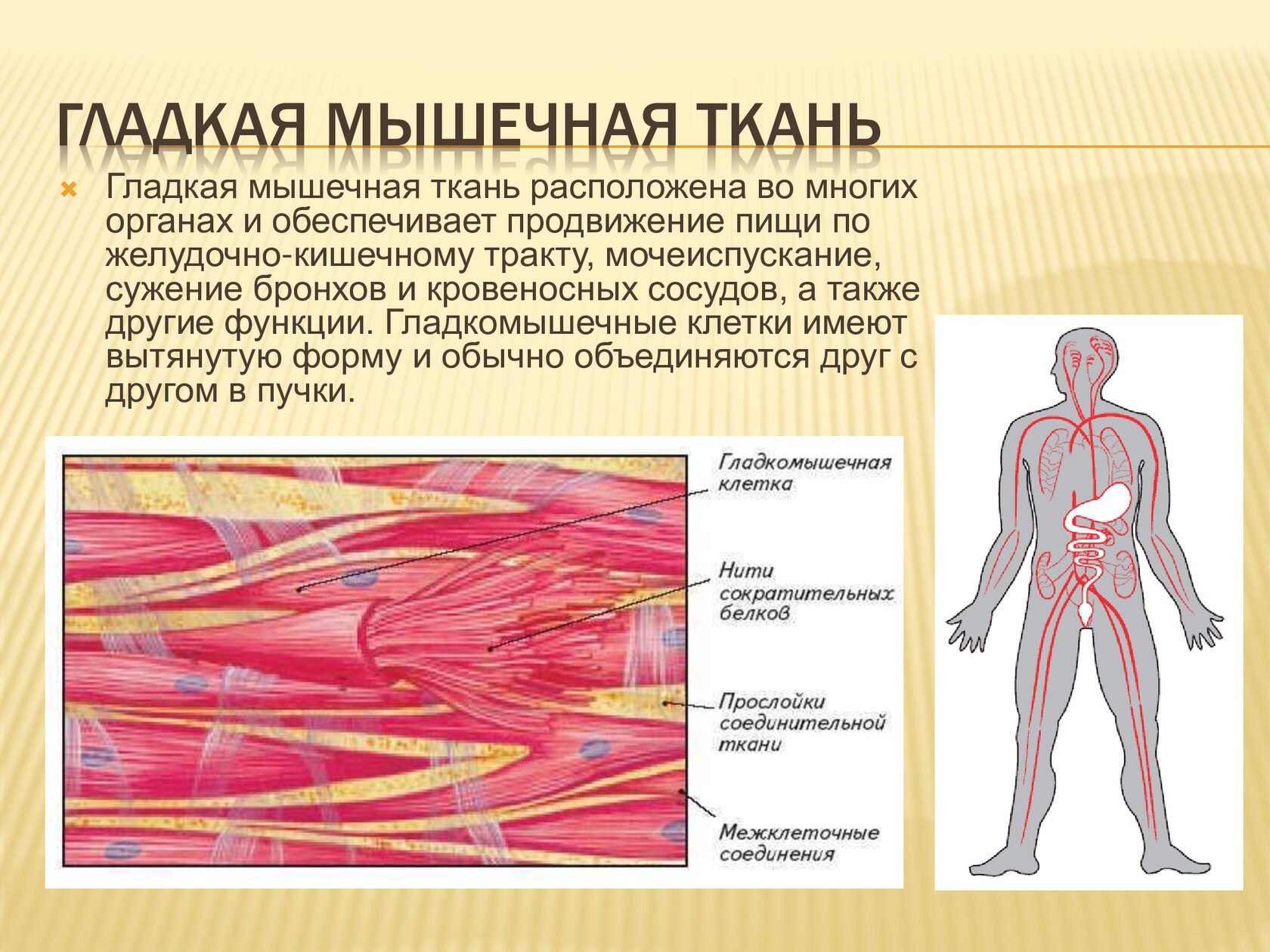 Способности гладкой мышечной ткани