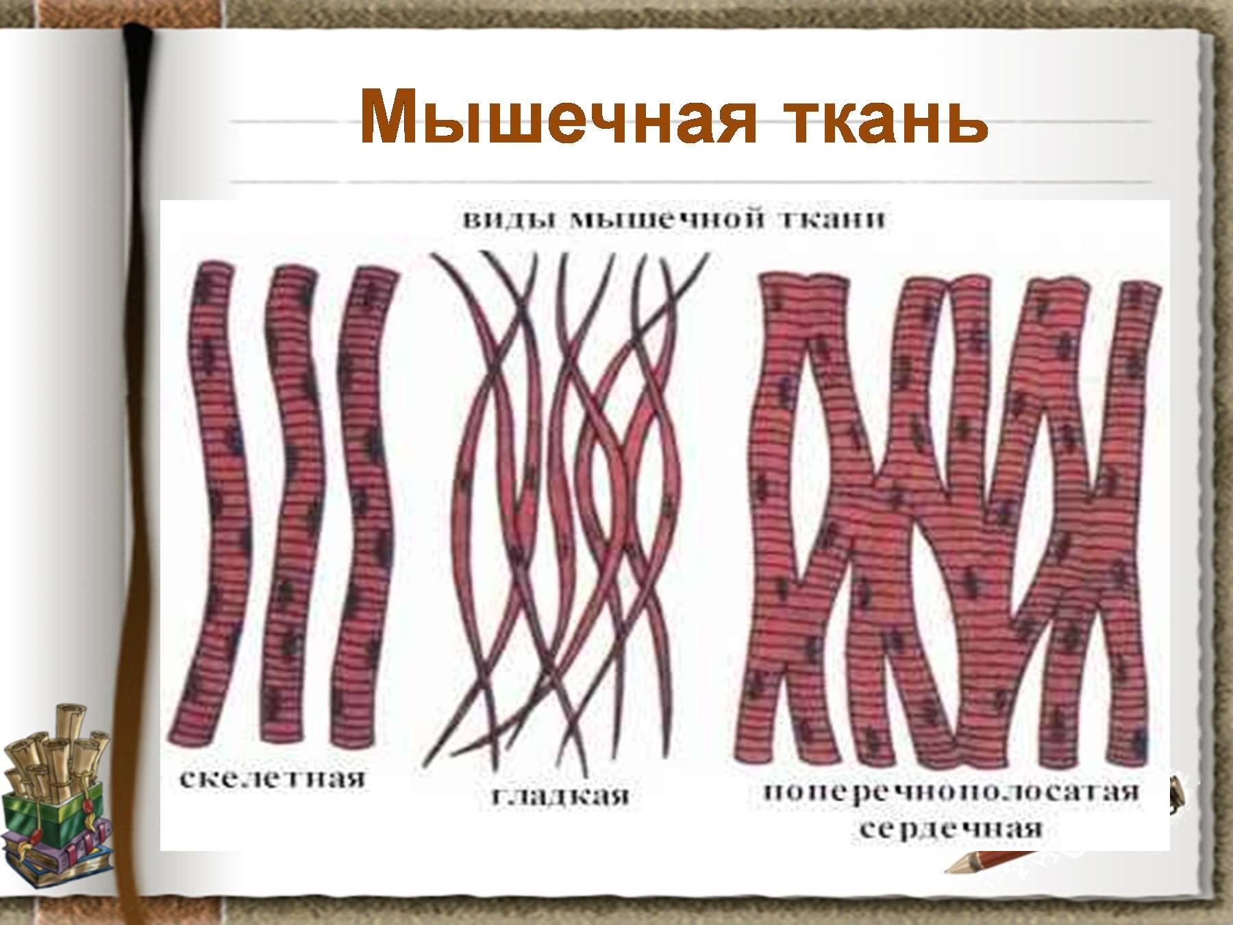 Как называется клетка мышечной ткани. Мышечная ткань. Разновидности мышечной ткани. Мышечная ткань животных. Мышечная ткань человека.