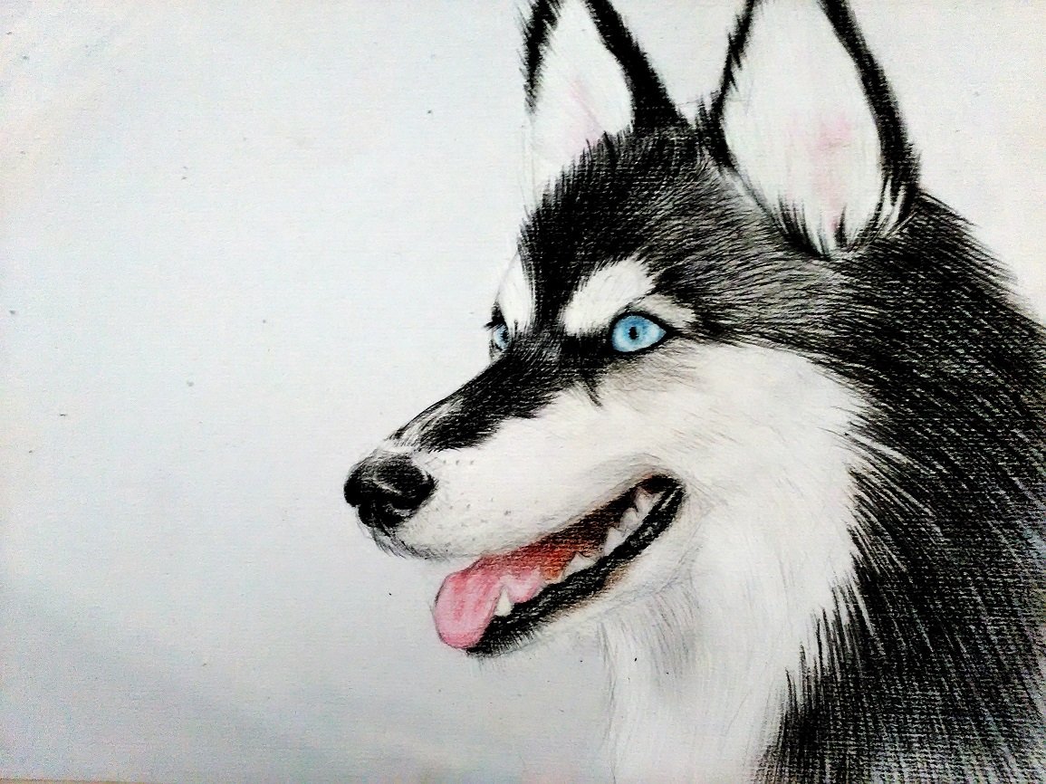 Хаски карандашом
