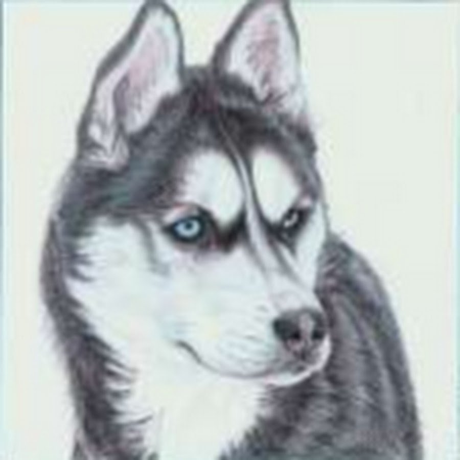 Рисование собаки хаски