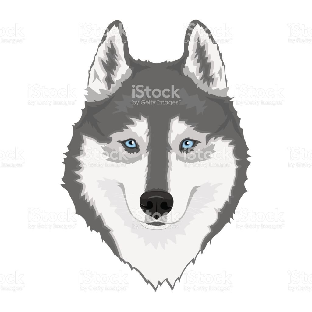 Голова хаски рисунок