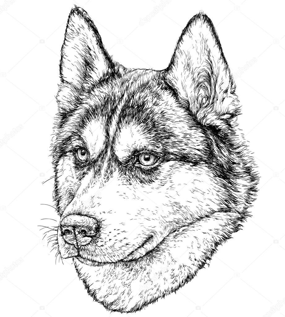 Хаски скетч