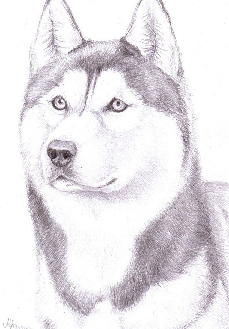 Рисунки Сибирского хаски