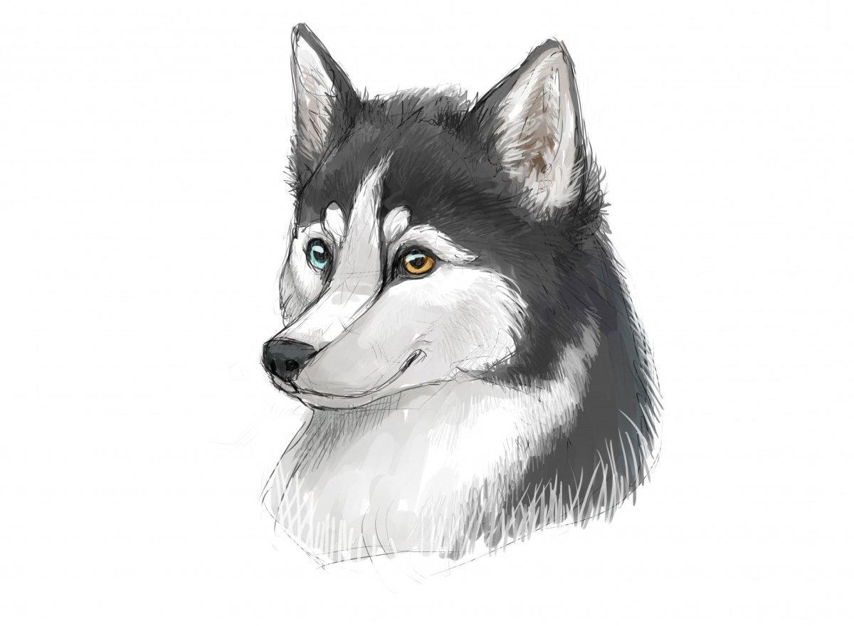Хаски рисунок