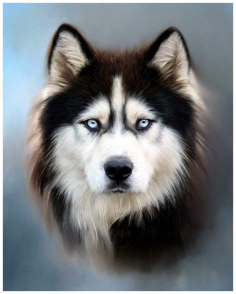 Хаски рисунок карандашом