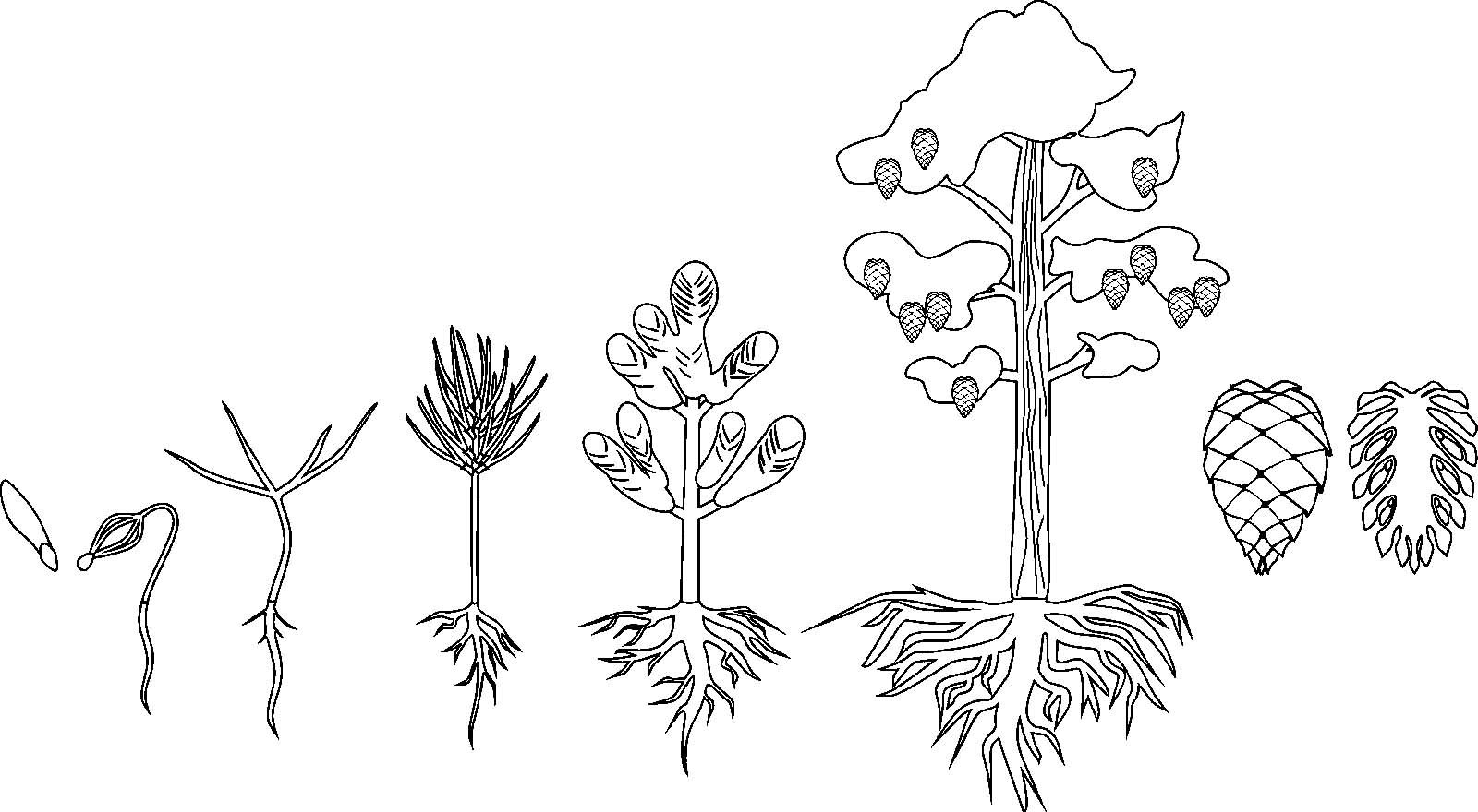 Стадии развития растений для раскрашивания