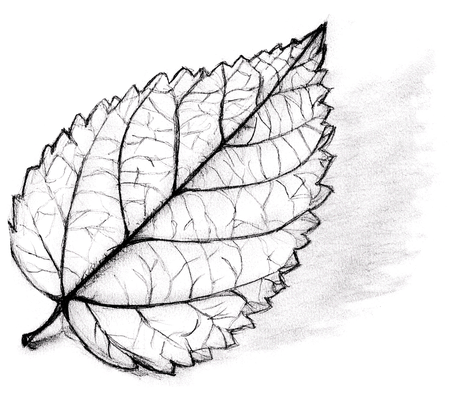 Листья карандашом легко. Листья карандашом. Рисунки листьев. Листья рисунок карандашом для срисовки. Красивые листья карандашом.