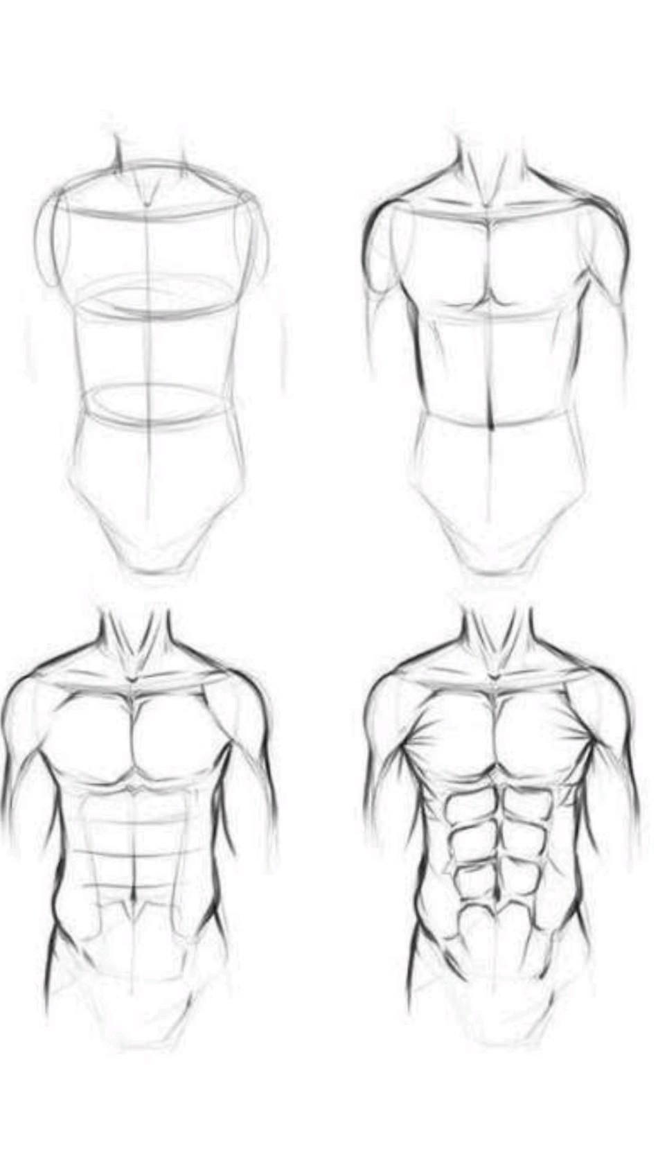Торс анатомия для рисования