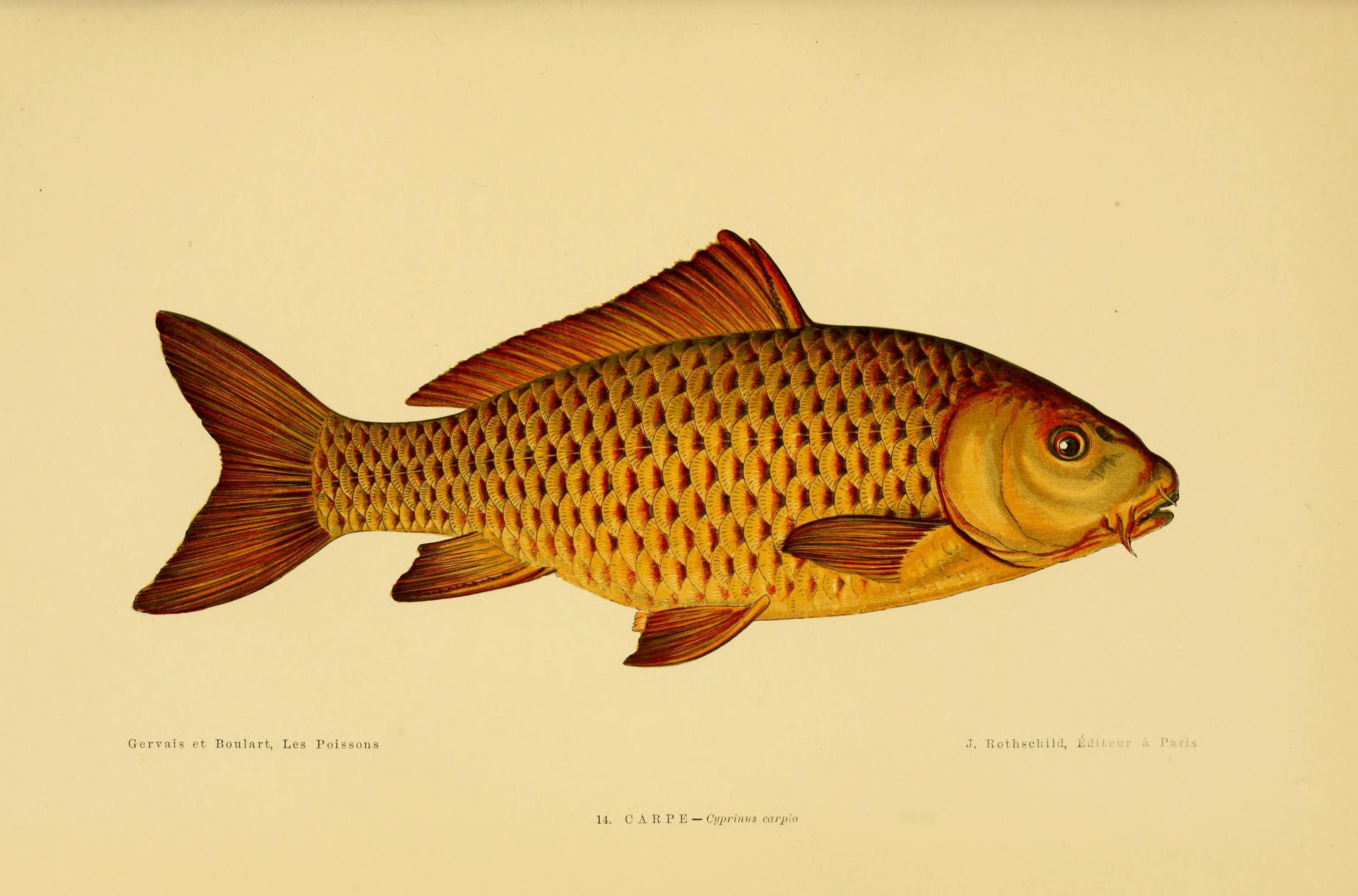 Рыба из карповых 5 букв. Сазан (Cyprinus Carpio). Cyprinus Carpio Linnaeus. Карп (Cyprinus Carpio). Сазан мультяшный.