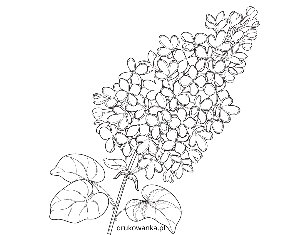 Сирень набросок