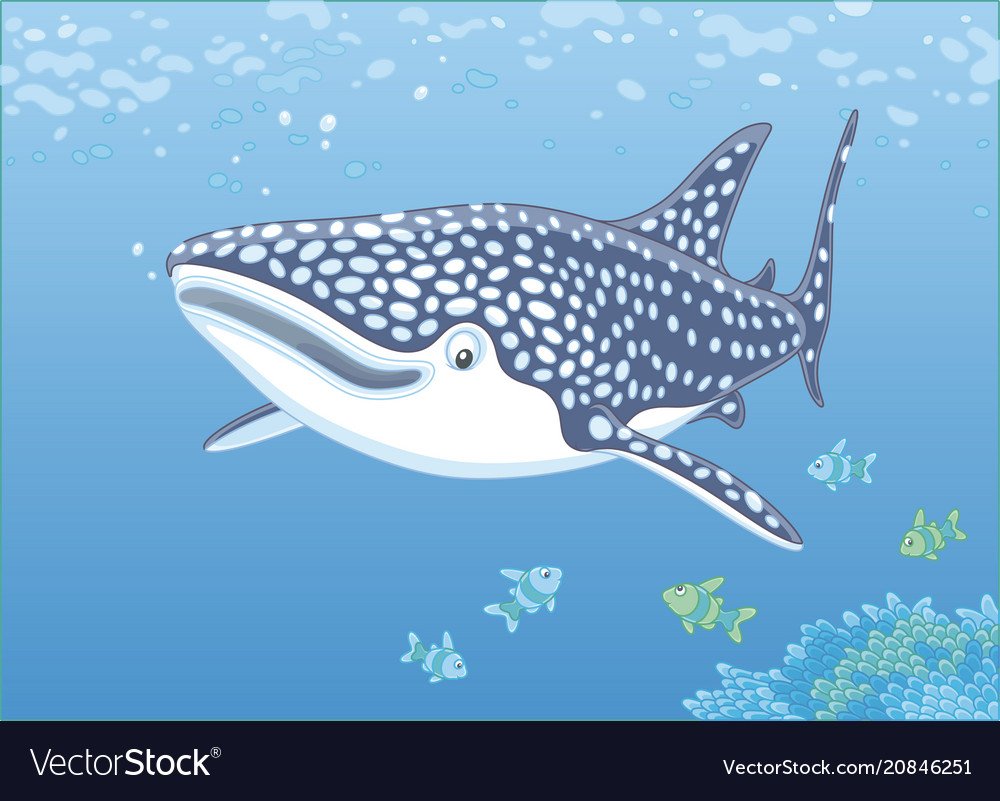Китовая акула вектор