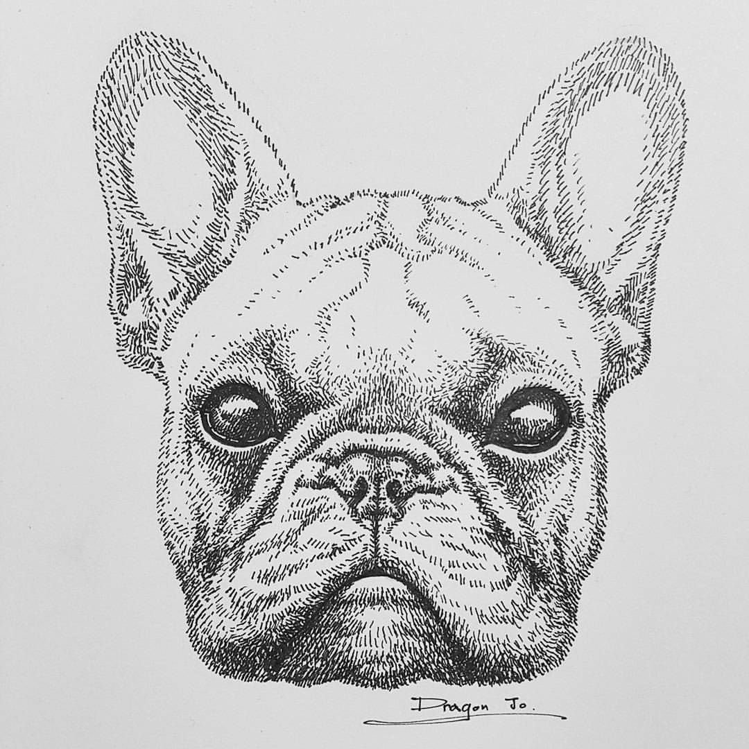 Строение черепа французского бульдога