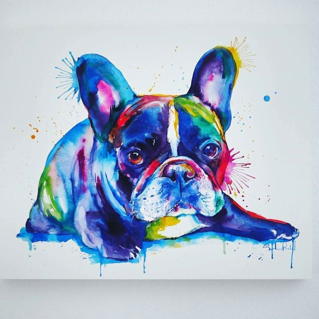 Французский бульдог рисунок акварель