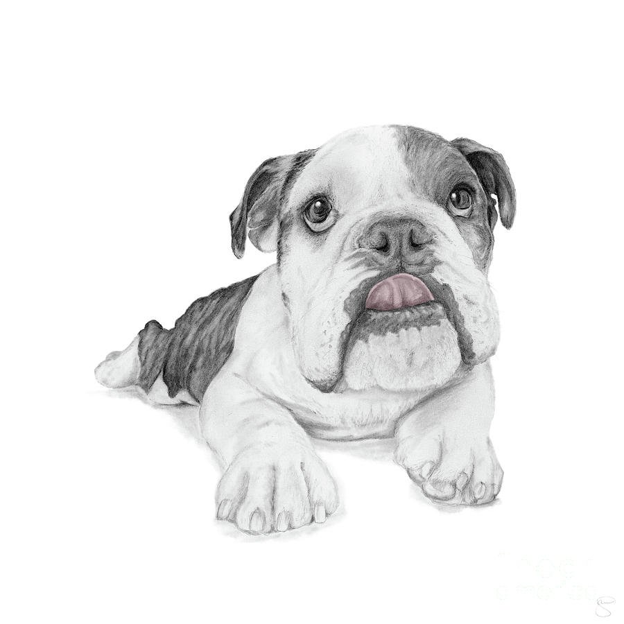 Французский бульдог рисунок акварель