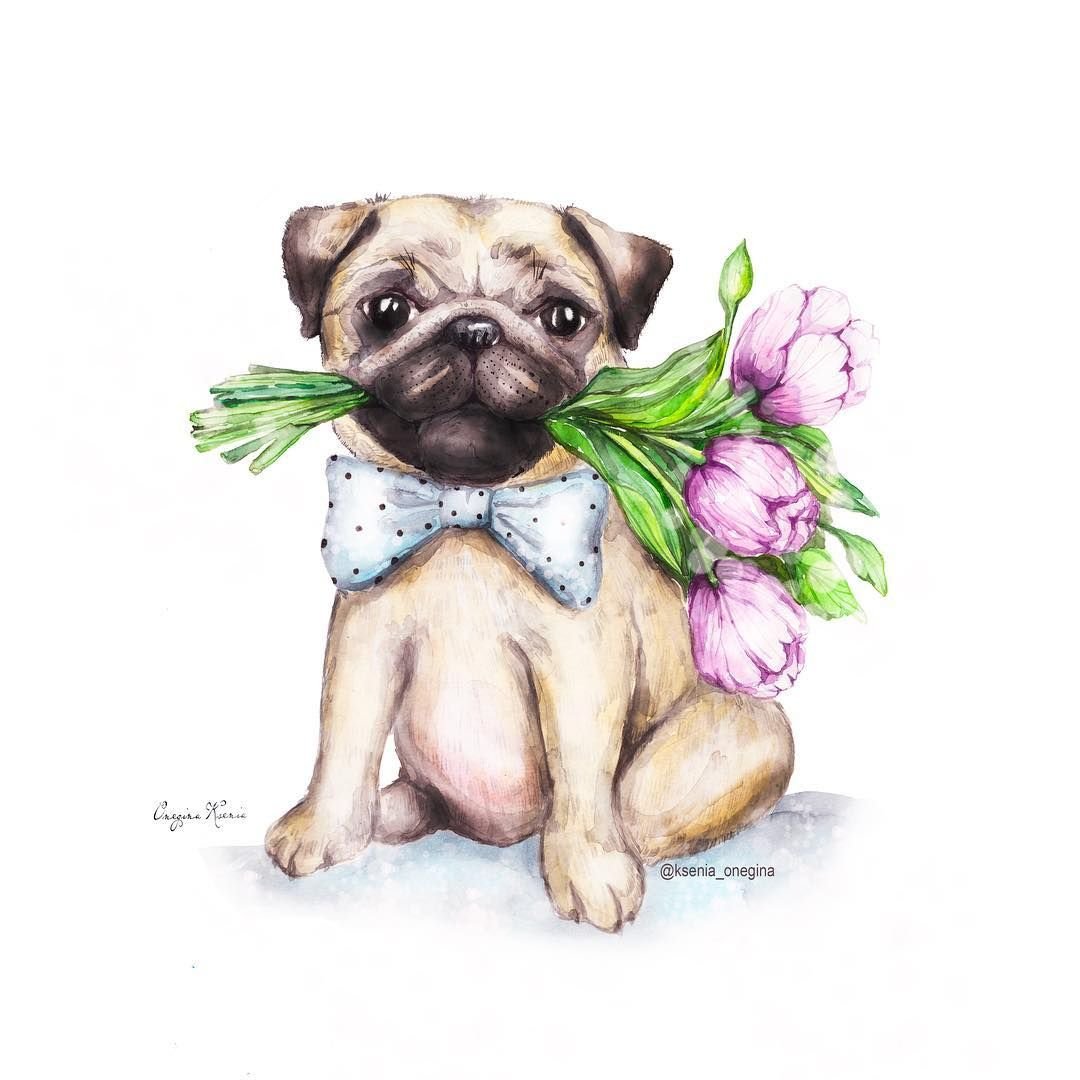 Панама для французского бульдога