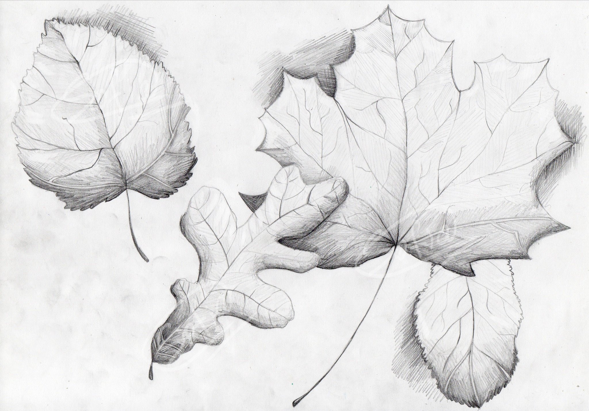 Картинка лист карандашом. Листья рисунок. Зарисовки осенних листьев. Листья зарисовка. Осенние листья рисунок карандашом.