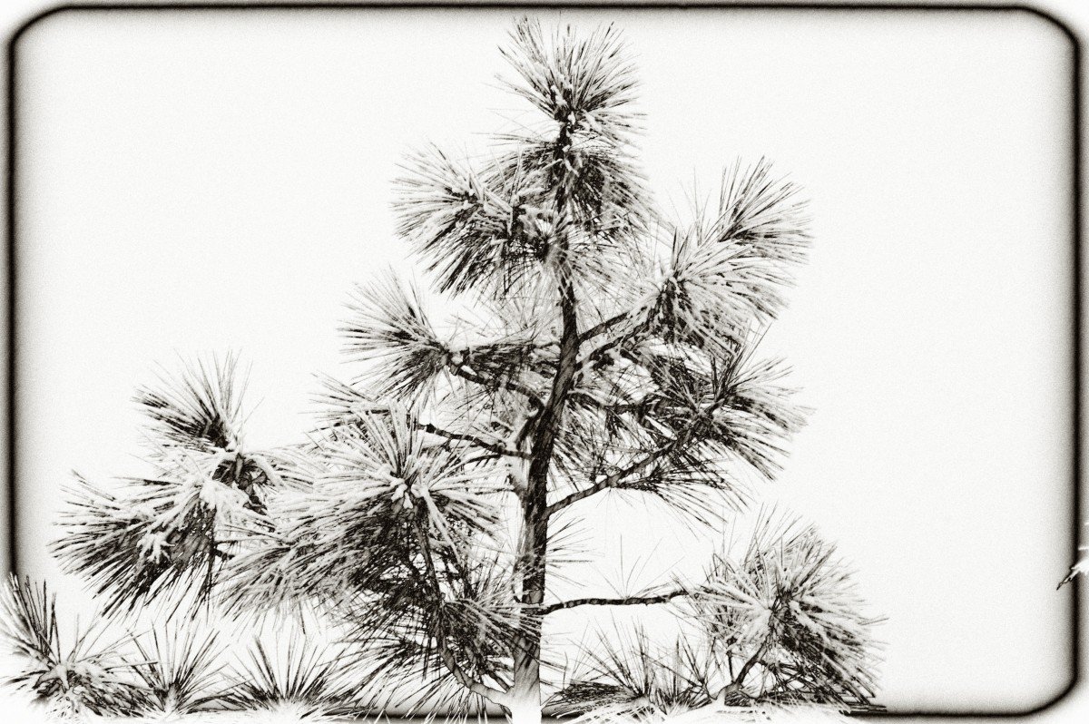 Ветка сосны карандашом