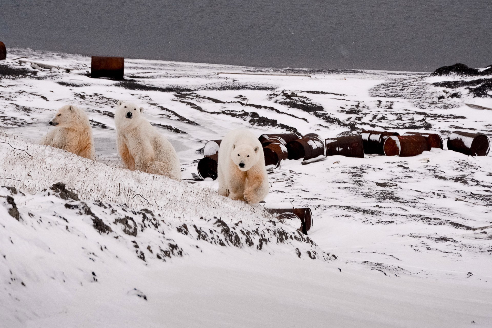 Арктика жизнь белого медведя. Полярная станция остров Врангеля. Остров Врангеля белые медведи. Остров Врангеля Полярная ночь. Арктическая Медведица Полярная станция.