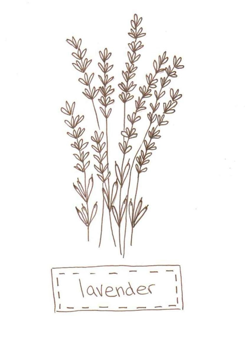 Шаблон букет лаванды