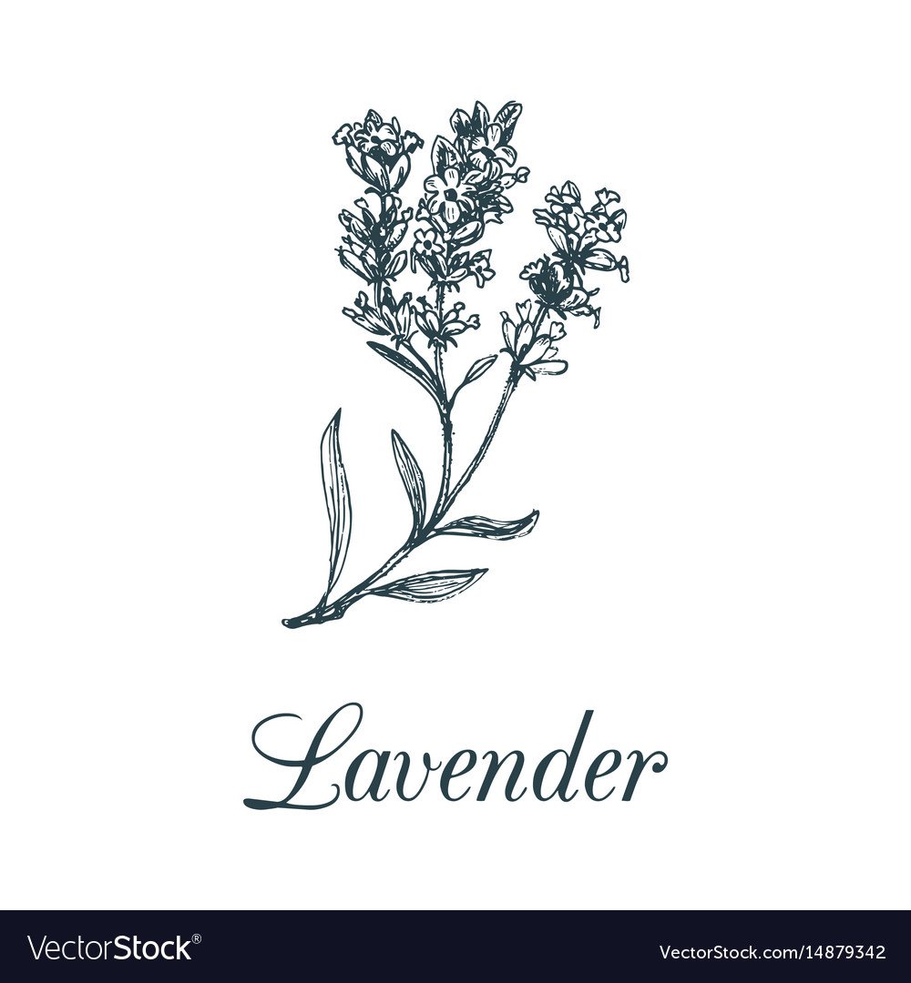 Лаванда Вереск Вербена