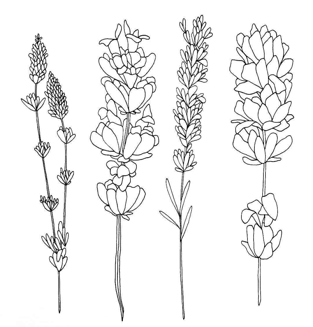 Лаванда эскиз