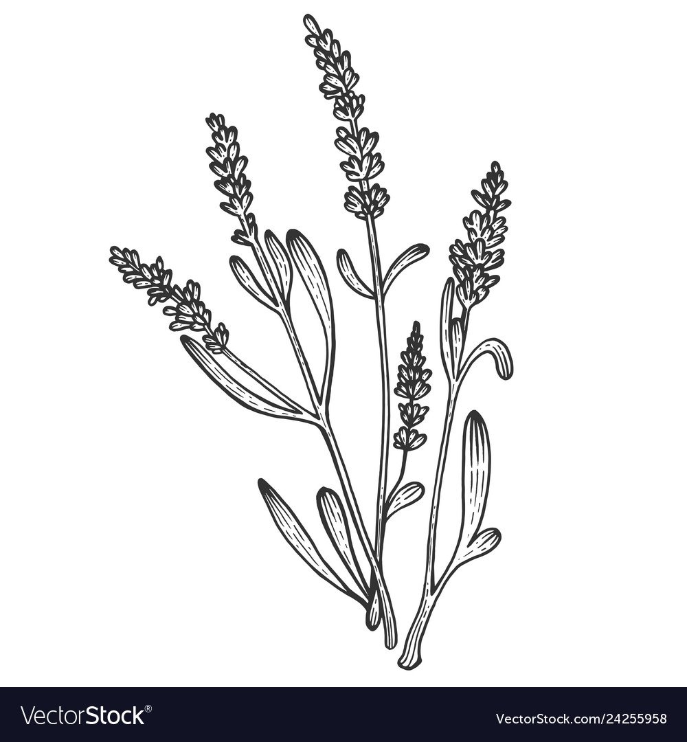 Лаванда эскиз