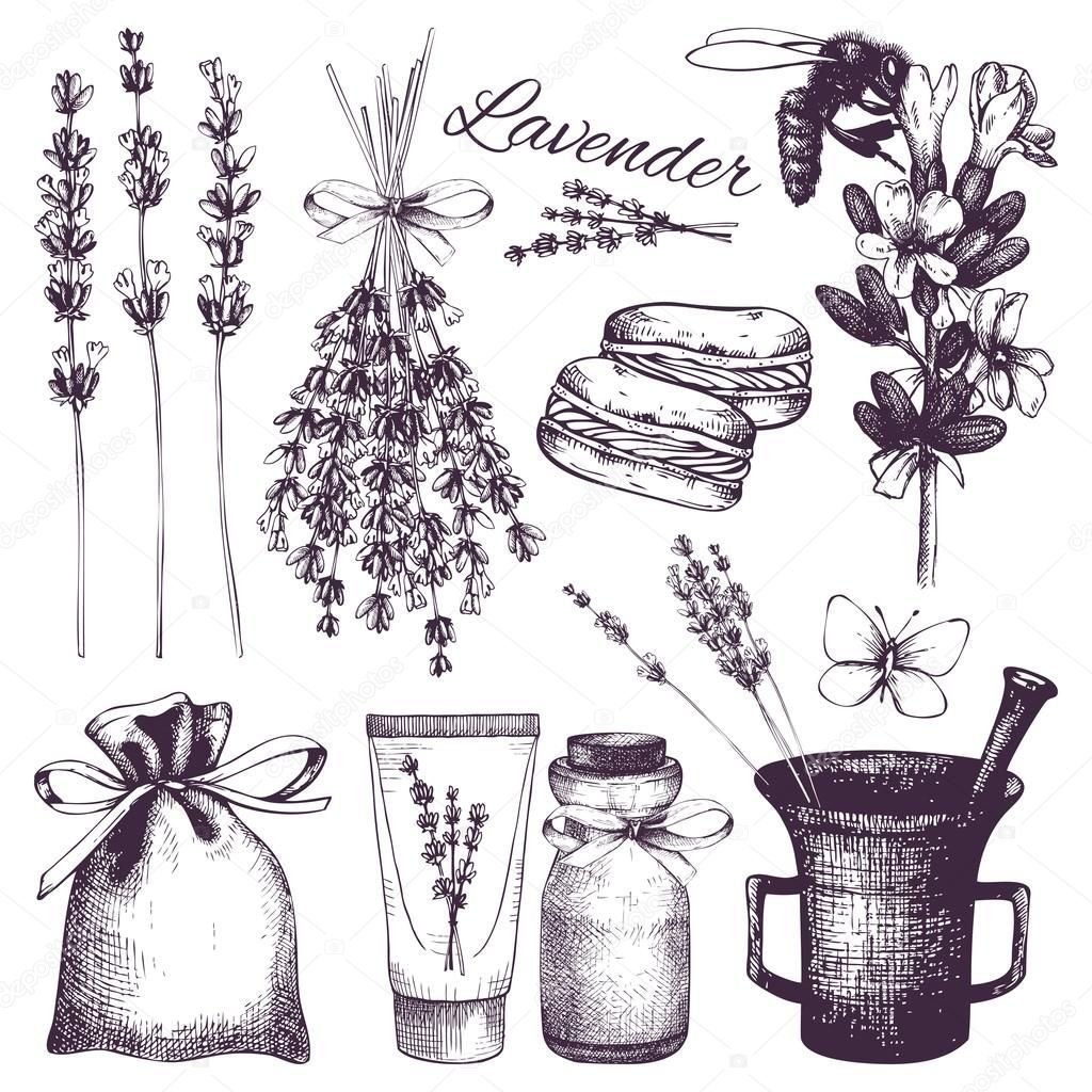 Веточка лаванды рисунок