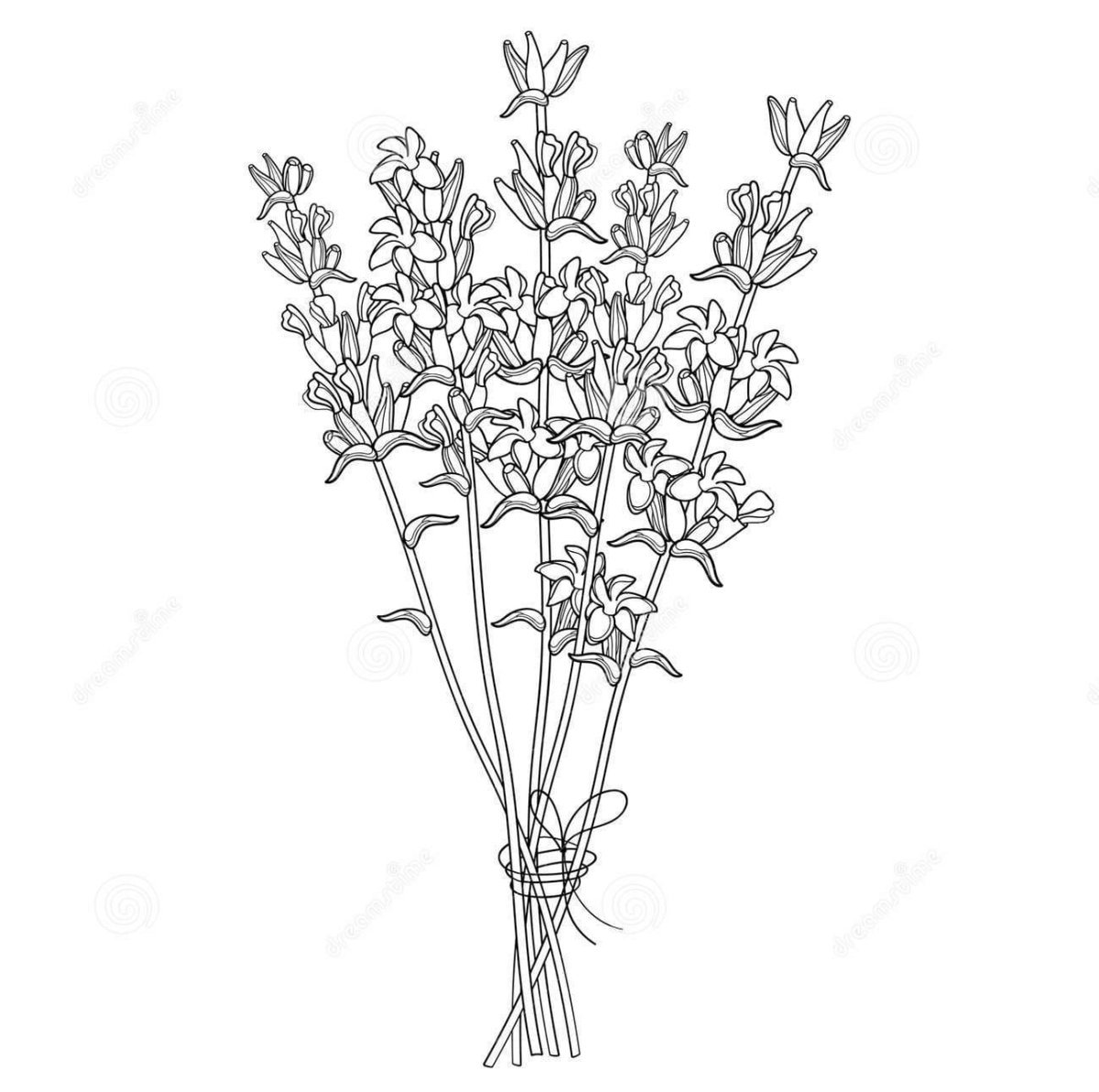 Лаванда раскраска антистресс