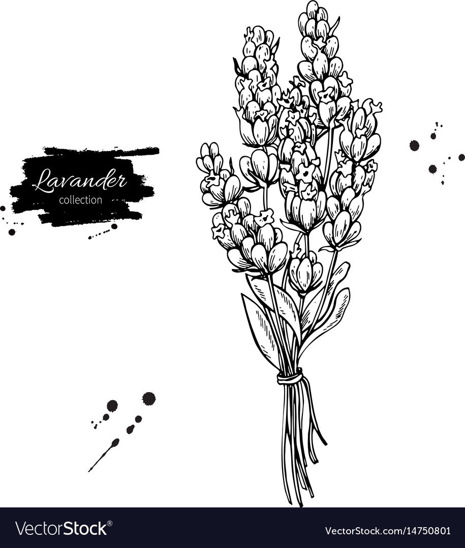 Зарисовки травяных растений легко