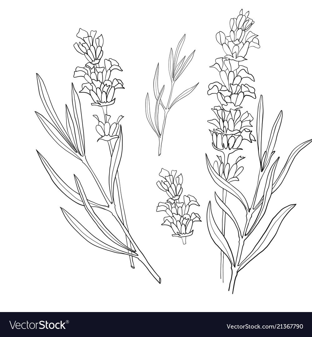 Трафарет орнамент с лавандой