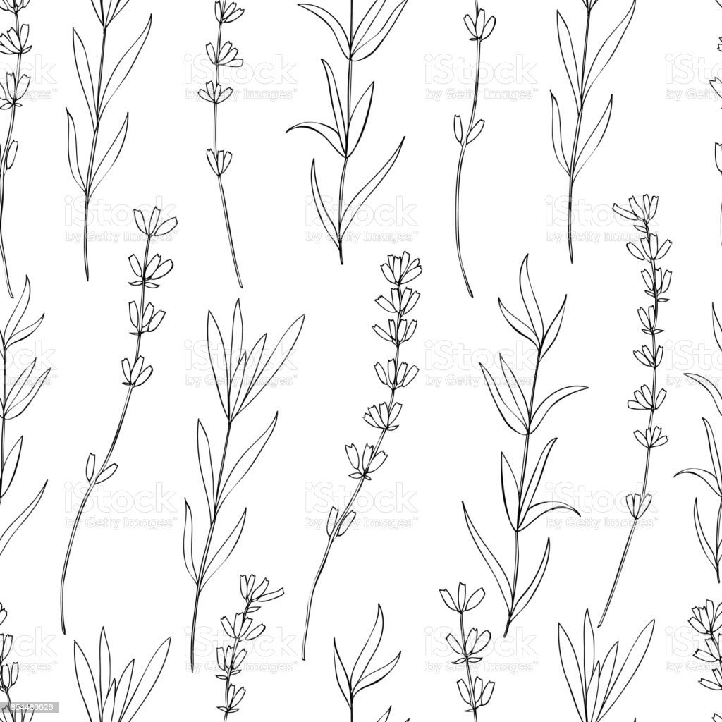 Шалфей рисунок