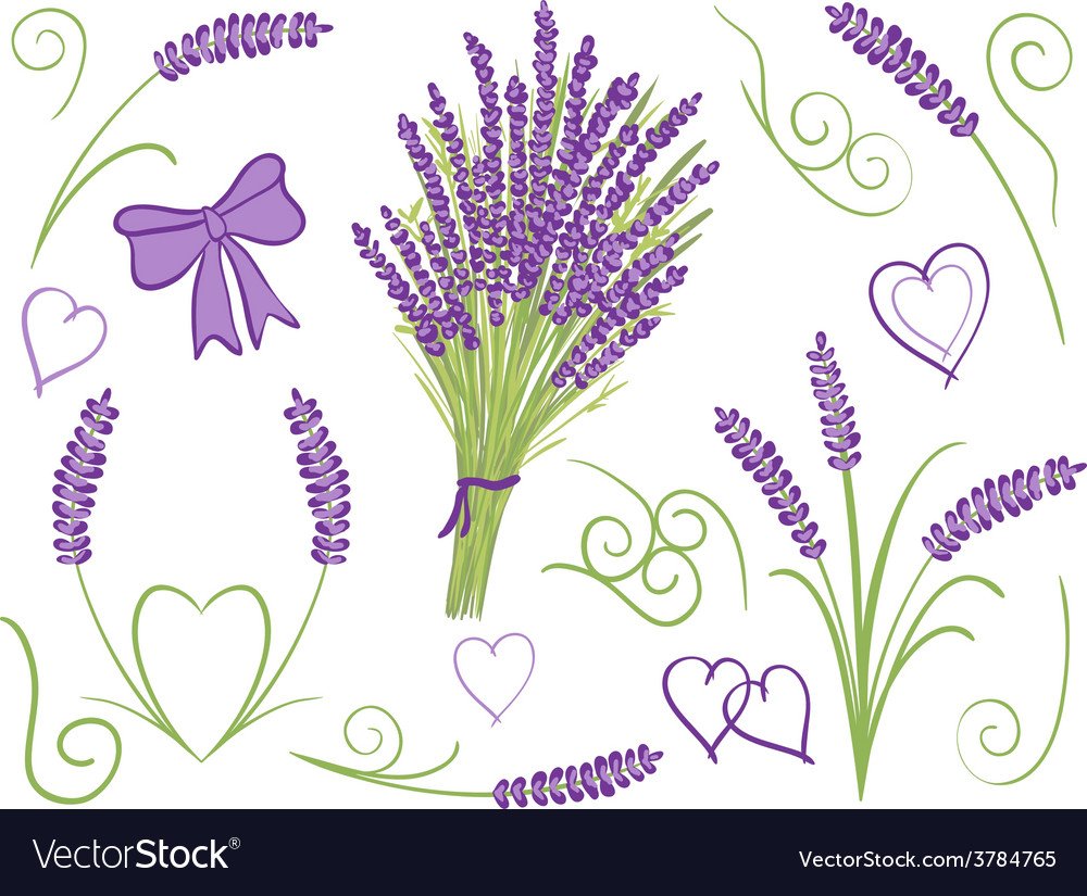 Веточка лаванды