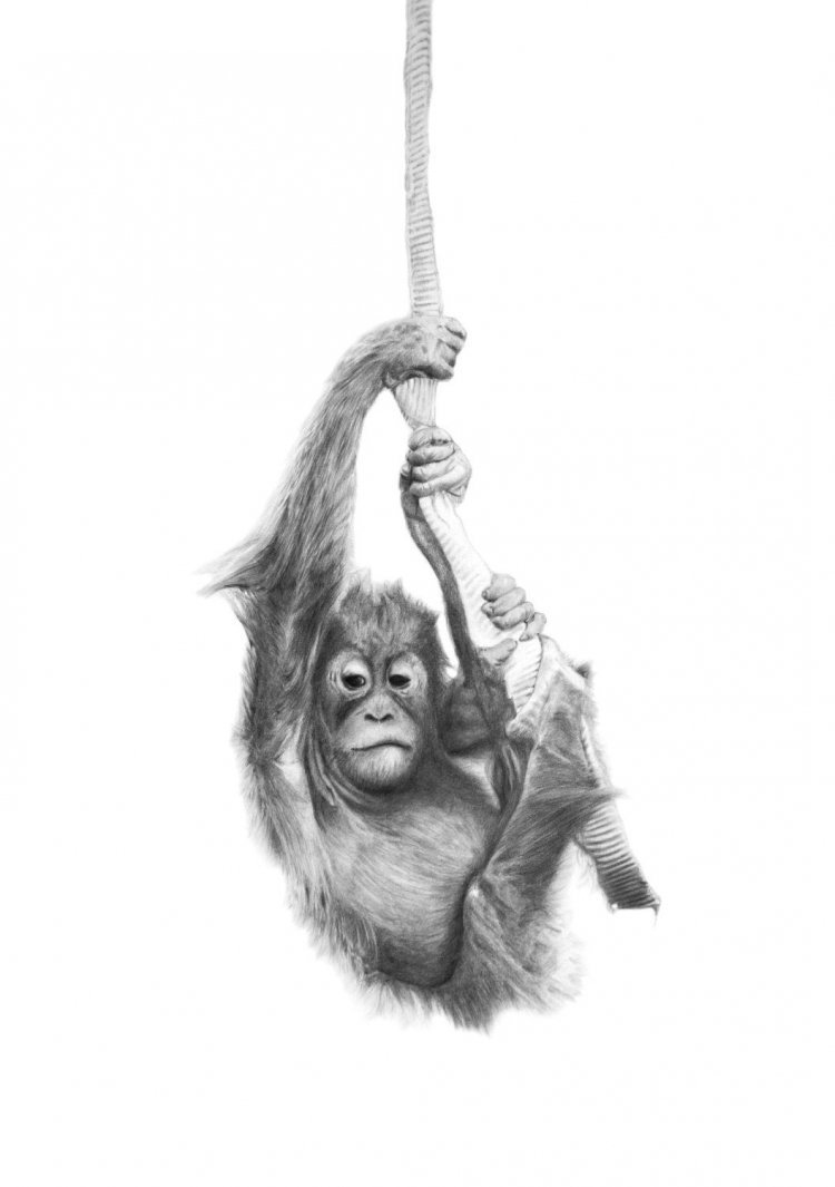 Учёная обезьянка раскраска