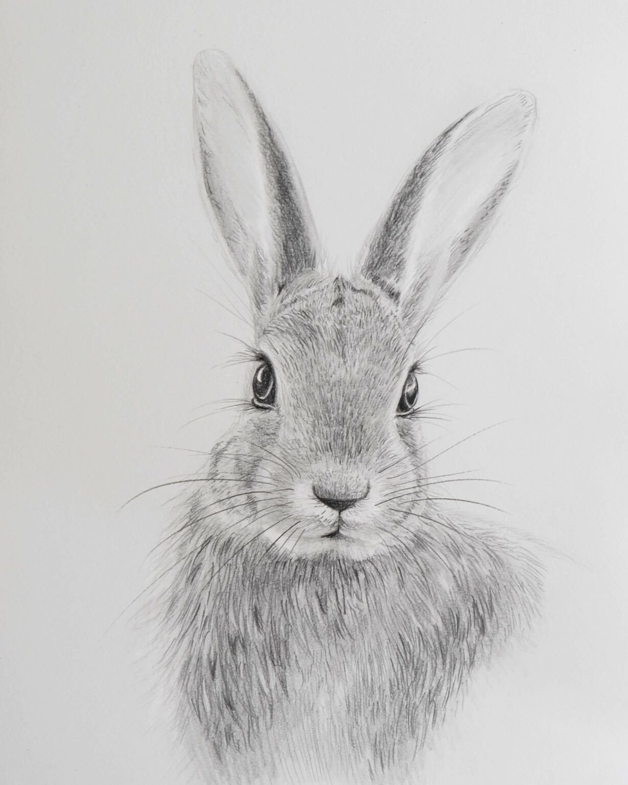 Портрет зайчика. Кролик рисунок. Заяц карандашом. Кролик набросок. Кролик рисунок карандашом.