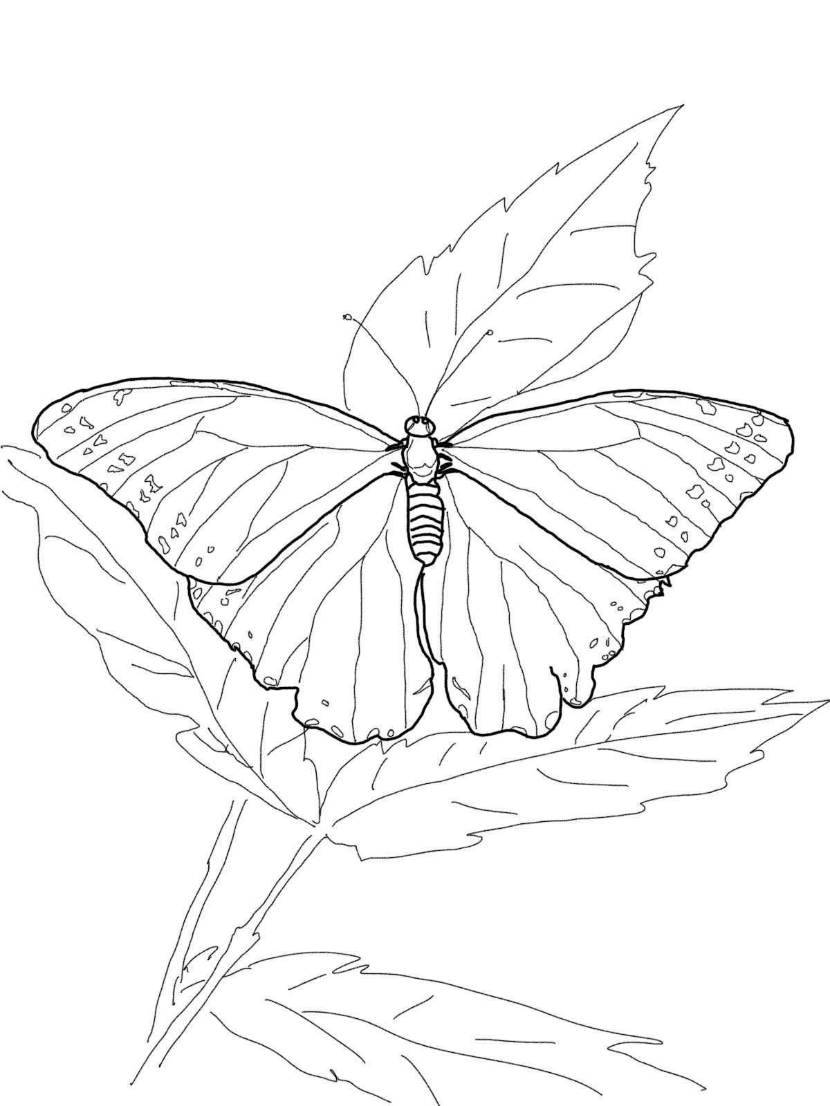 Бабочка лимонница рисунок. Раскраска "бабочки". Бабочка рисунок. Бабочка рисунок карандашом. Бабочка раскраска для детей.