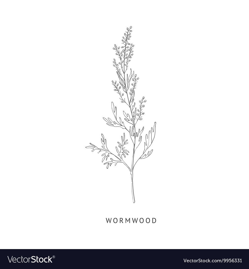 Полынь орнамент