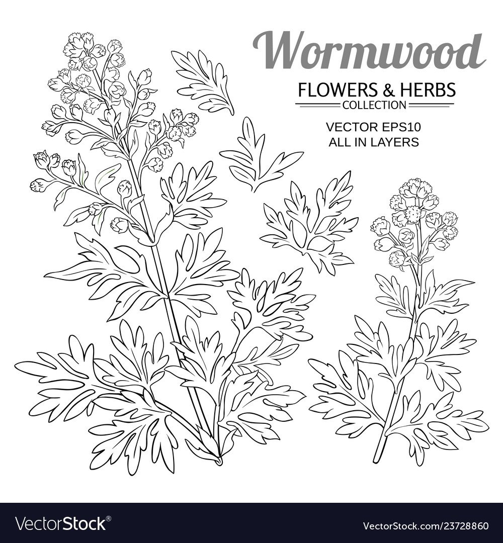 Полынь эскиз