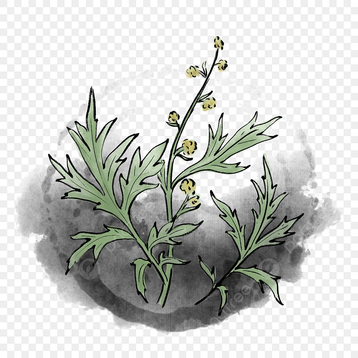 Полынь горькая Ботанический рисунок