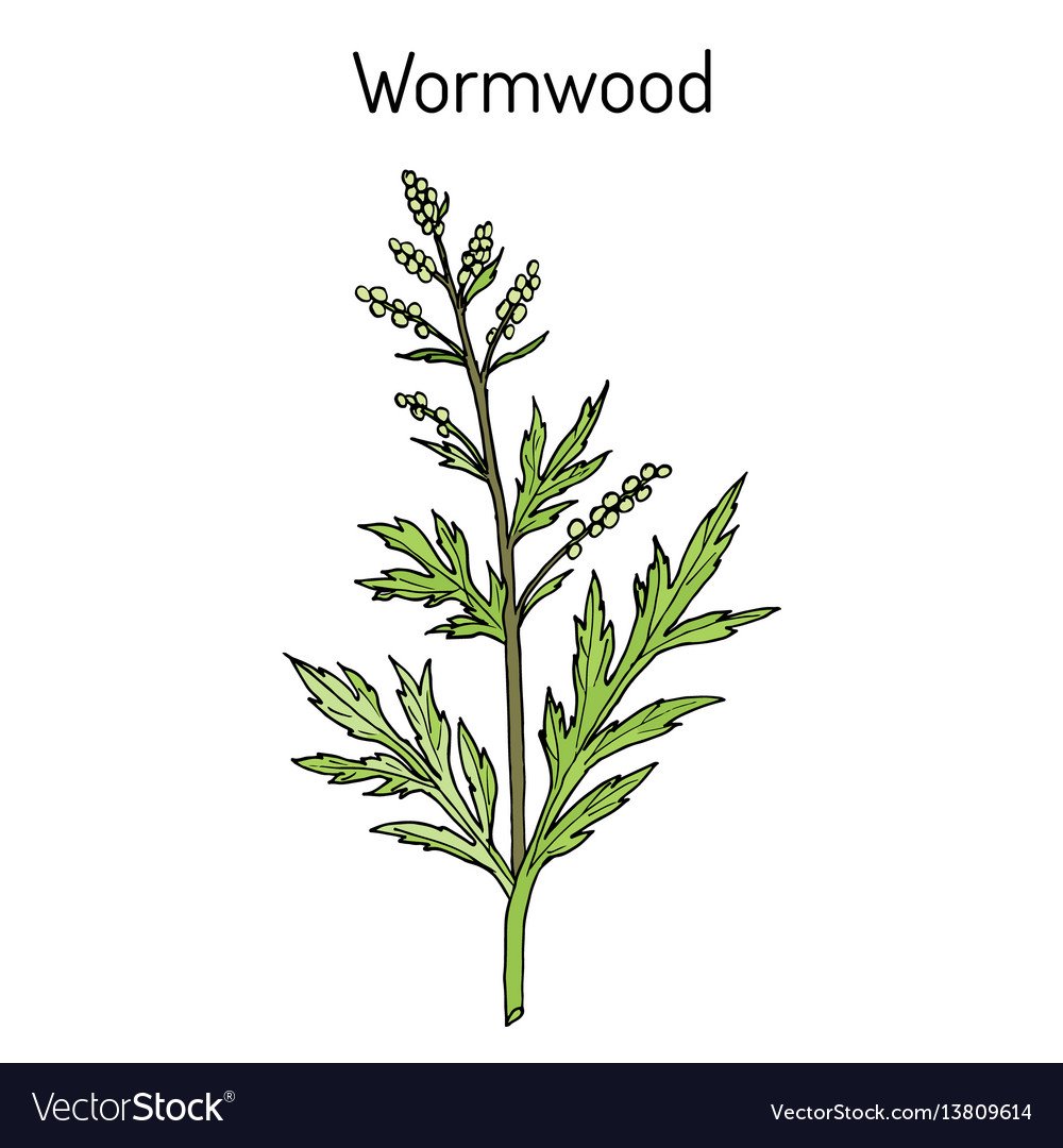 Полынь вектор