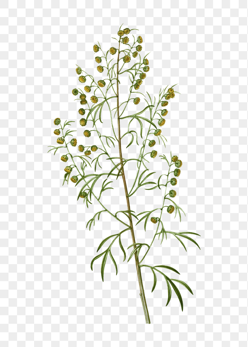 Mugwort – Artemisia vulgaris