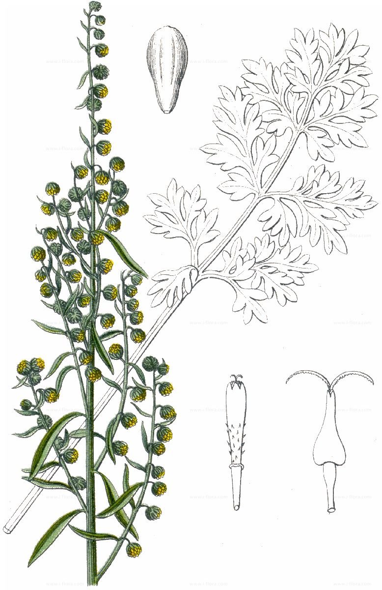 Графика полевых цветов