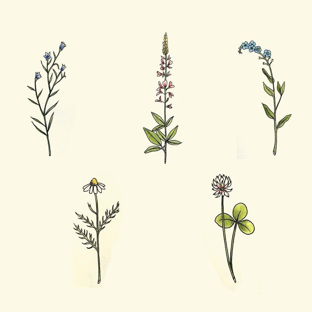 Полынь тату