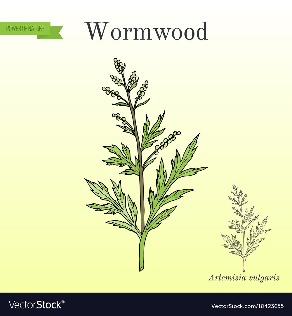 Полынь эстрагон гербарий