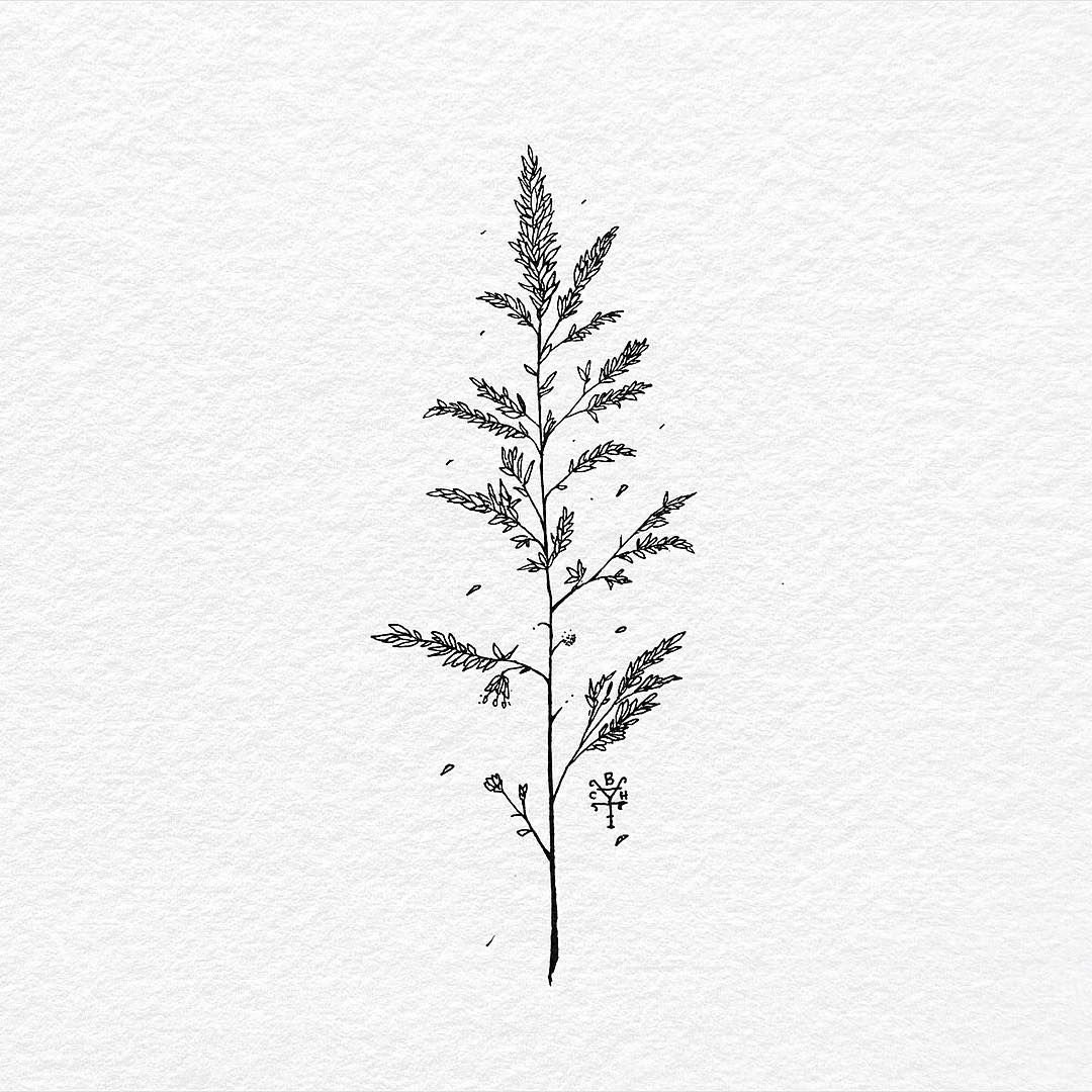 Полынь горькая (Artemisia absinthium)