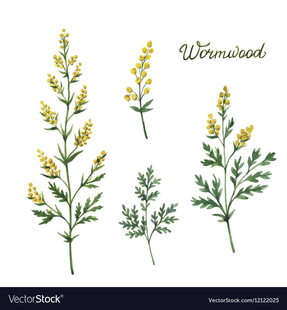 Полынь горькая Ботаническая иллюстрация