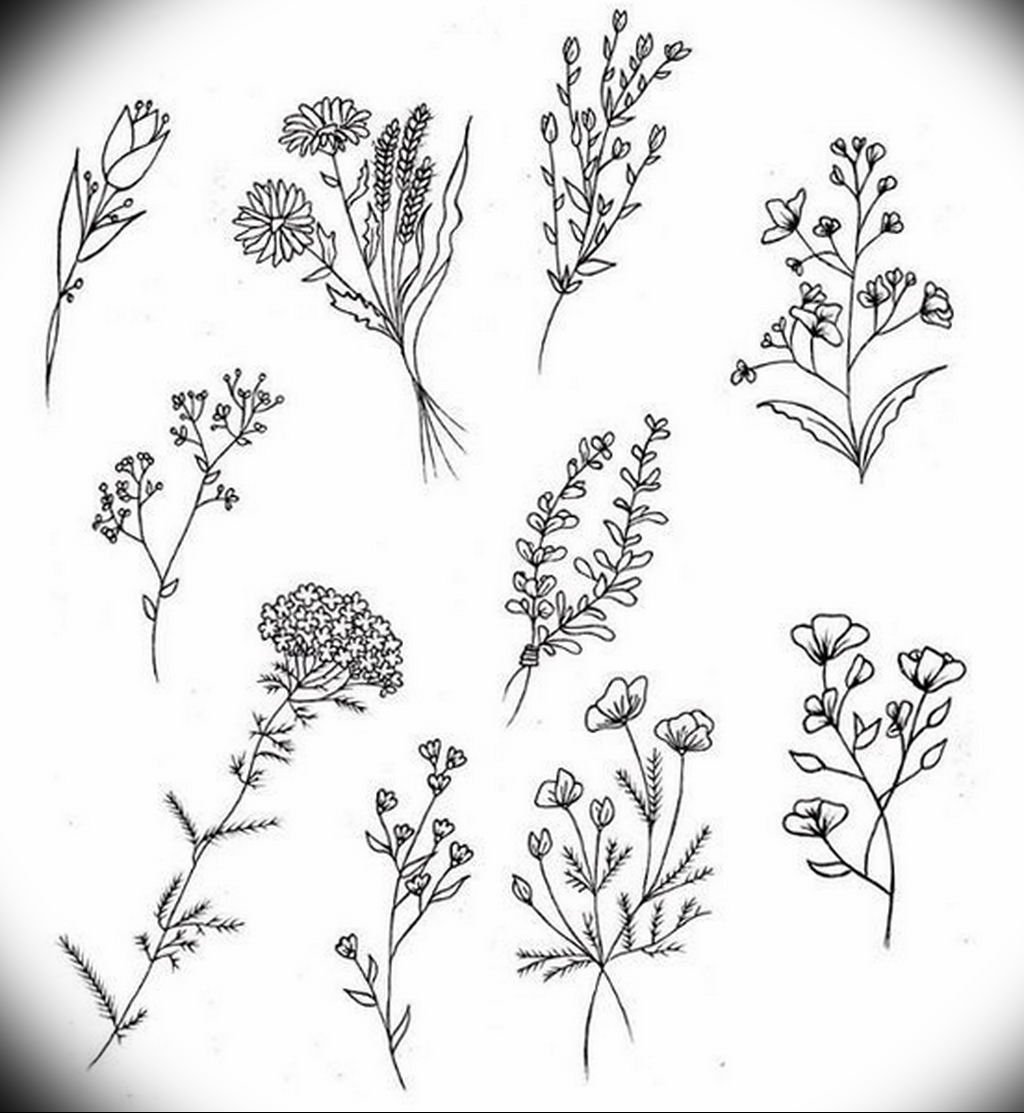 Полынь цитварная гербарий