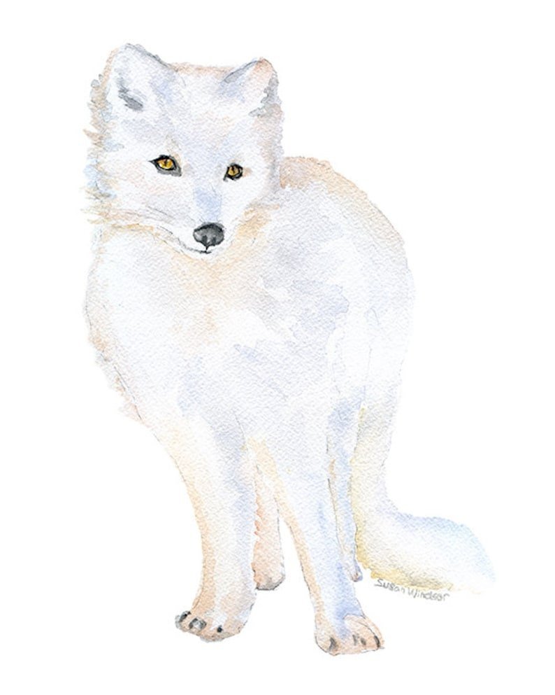 Песец рисунок