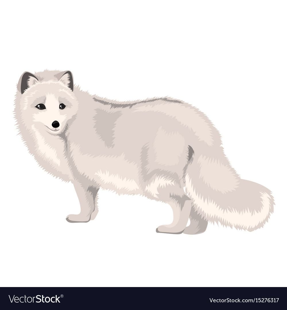 Песец раскраска